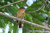 Chestnut-crowned Becard